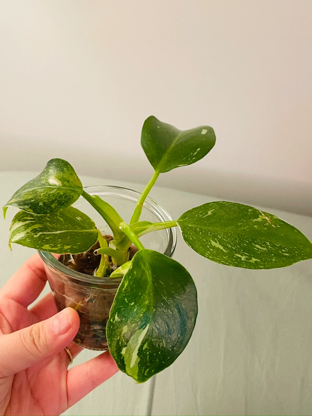 Philodendron White Wizard (Variegation) - Established in LECA - photo 3