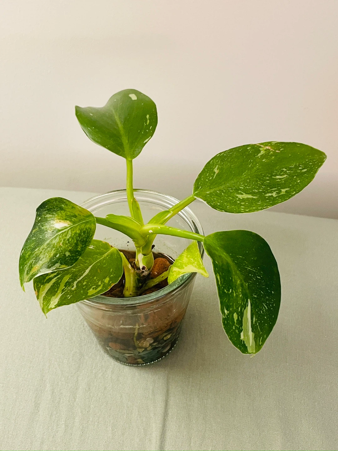 Philodendron White Wizard (Variegation) - Established in LECA - photo 4