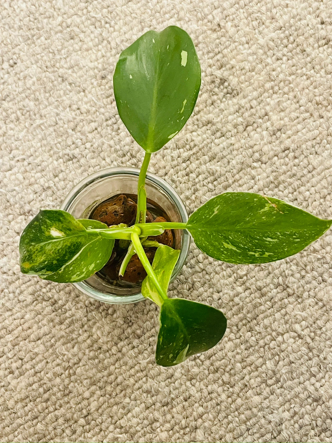 Philodendron White Wizard (Variegation) - Established in LECA