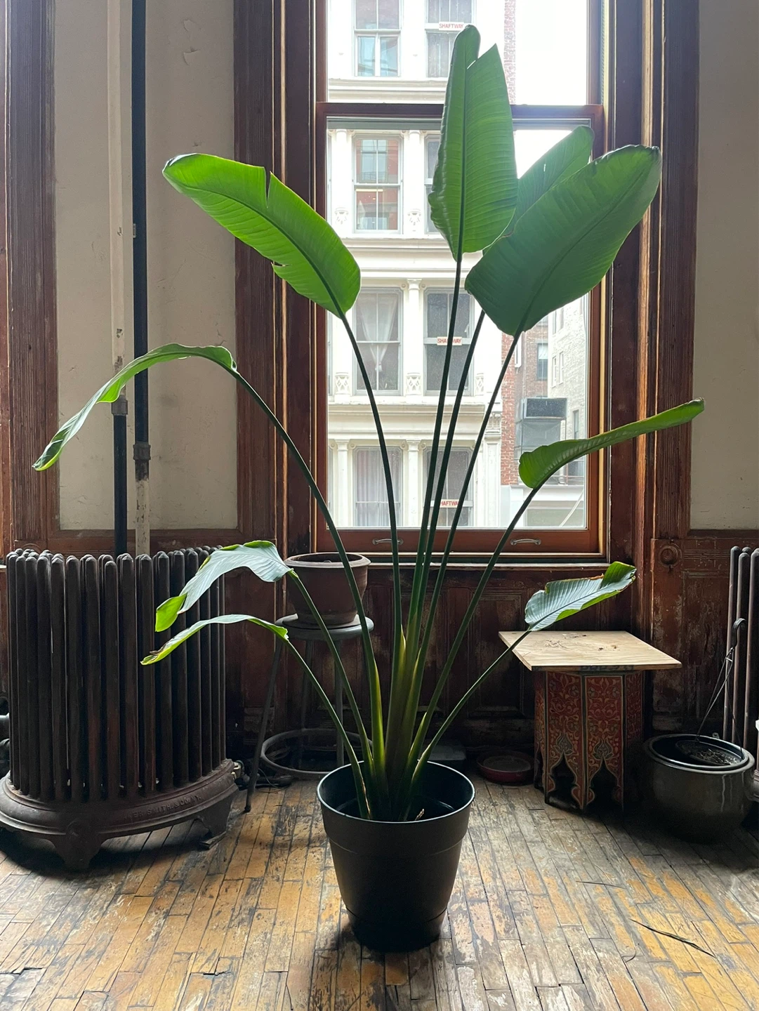 8ft Bird of Paradise Plant – Tropical Indoor Plant