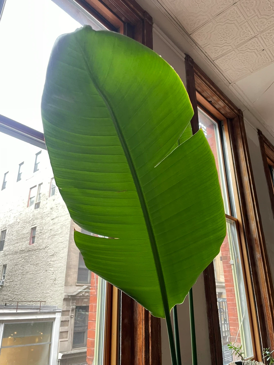 8ft Bird of Paradise Plant – Tropical Indoor Plant - photo 2