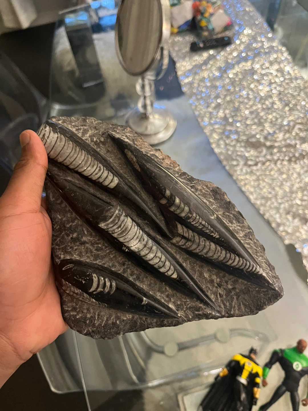 Fossil Orthoceras - photo 3