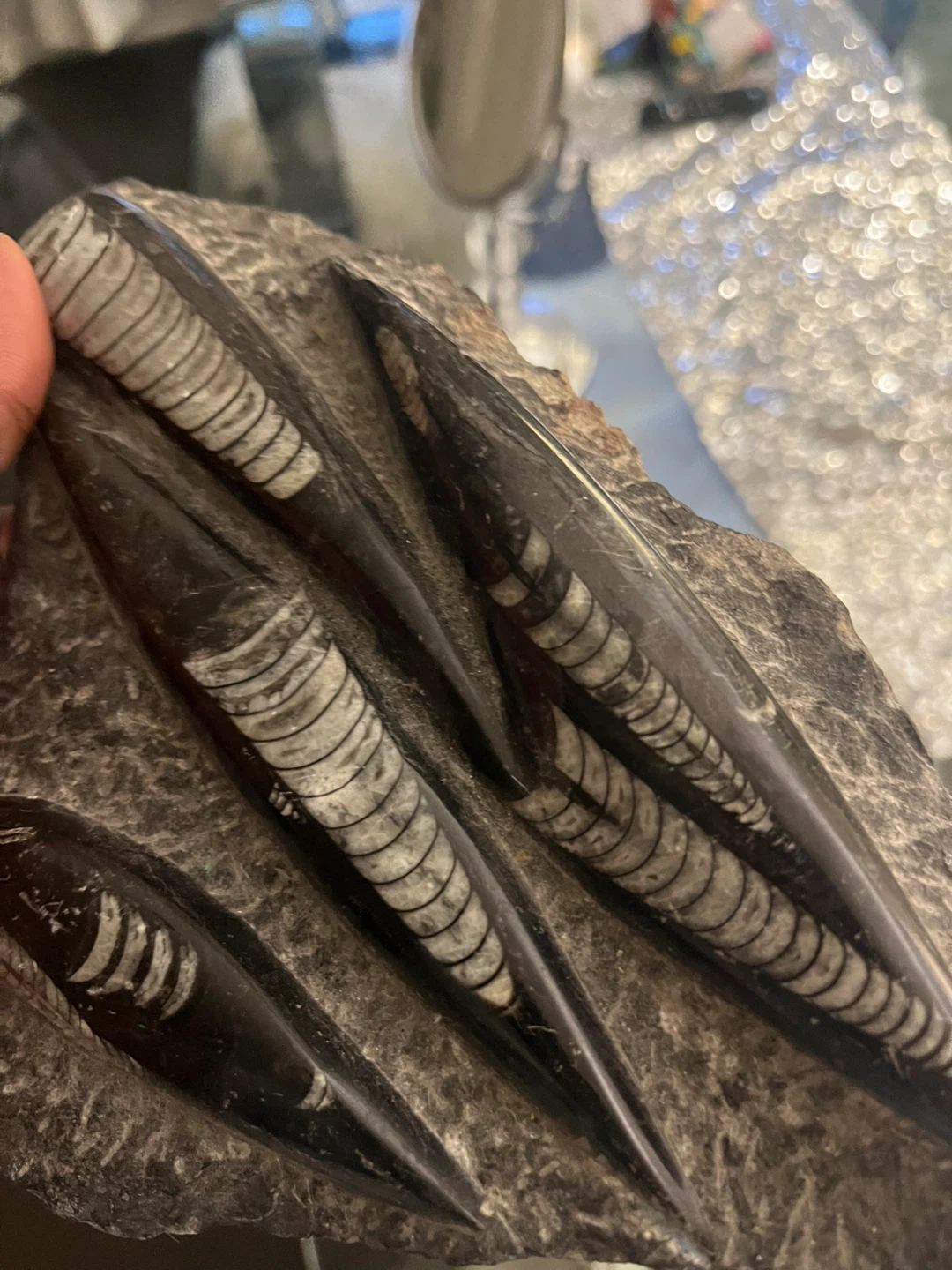 Fossil Orthoceras - photo 4