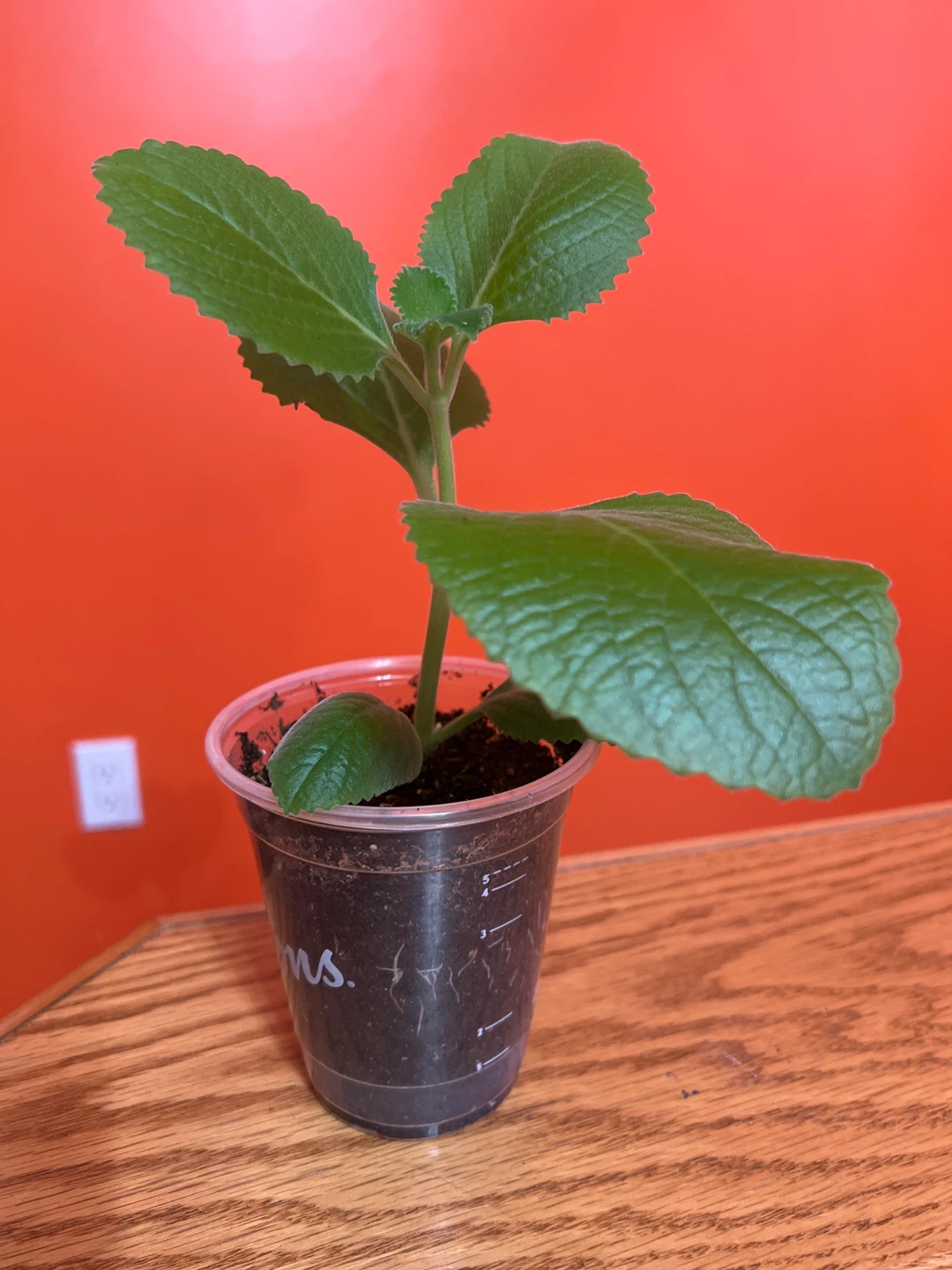 Plectranthus amboinicus (Mexican Mint) Plant or Pudina