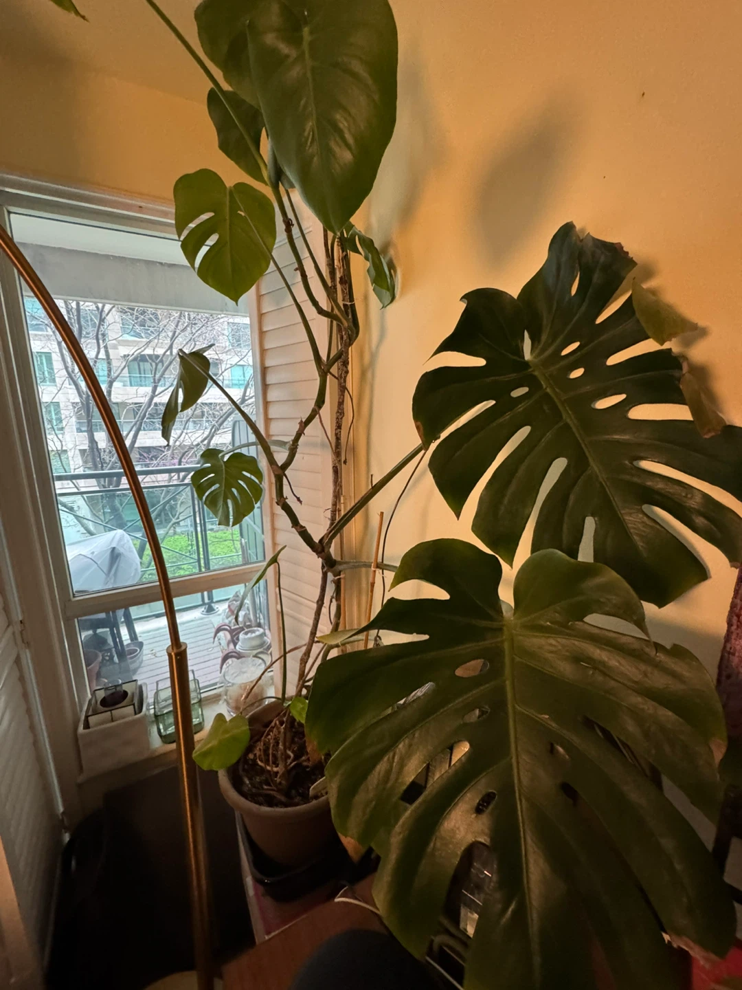 Large Monstera Deliciosa Houseplant