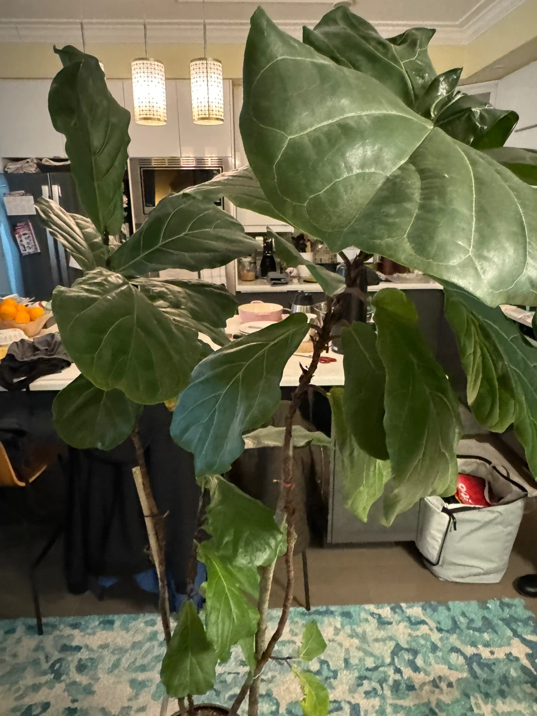 Large Fiddle Leaf Fig Plant - photo 2
