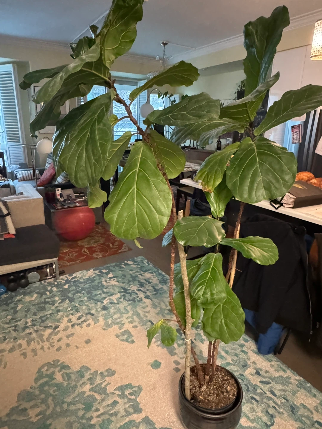 Large Fiddle Leaf Fig Plant - photo 3