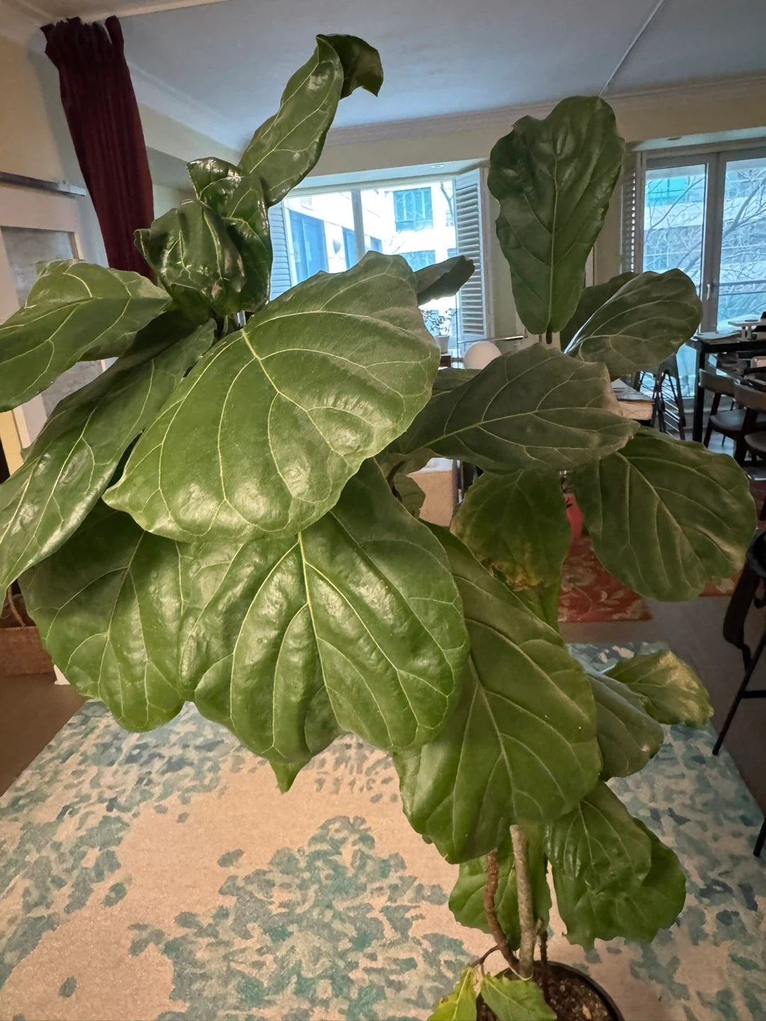 Large Fiddle Leaf Fig Plant