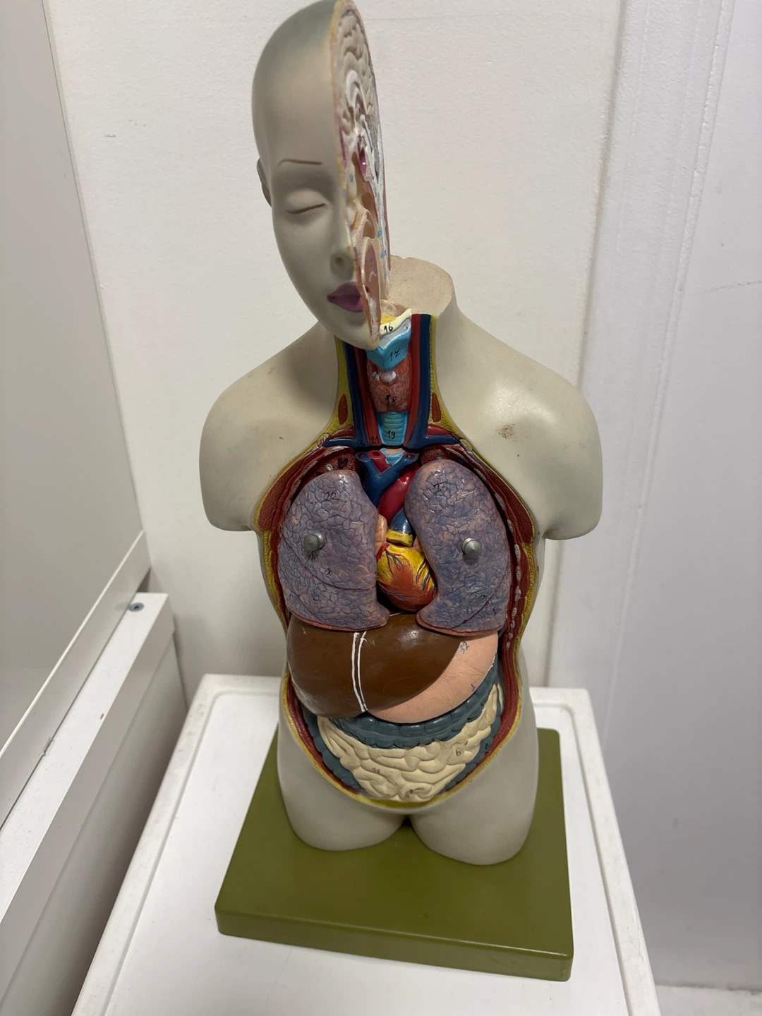 Human Torso Anatomical Model - photo 4