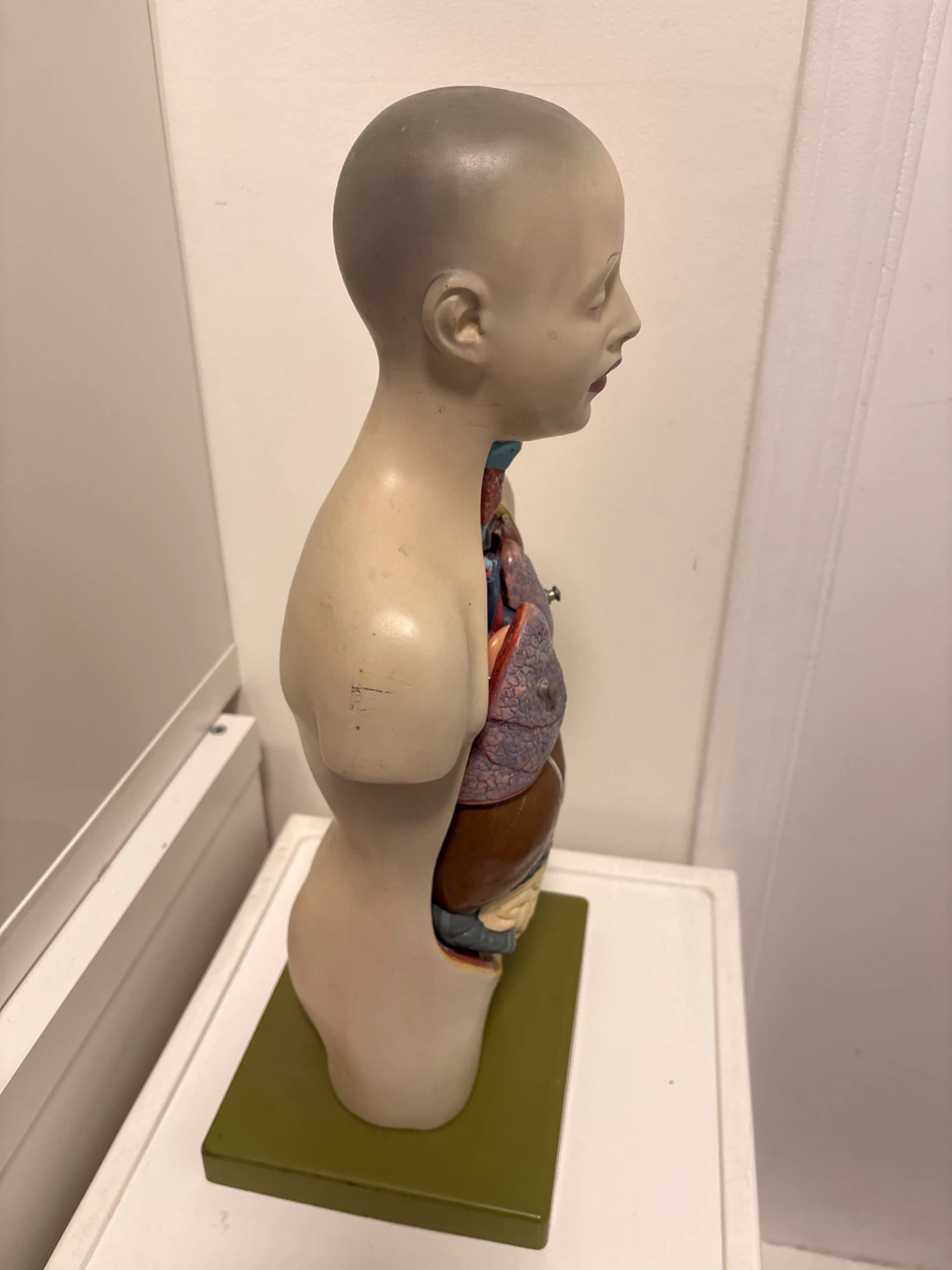 Human Torso Anatomical Model - photo 3