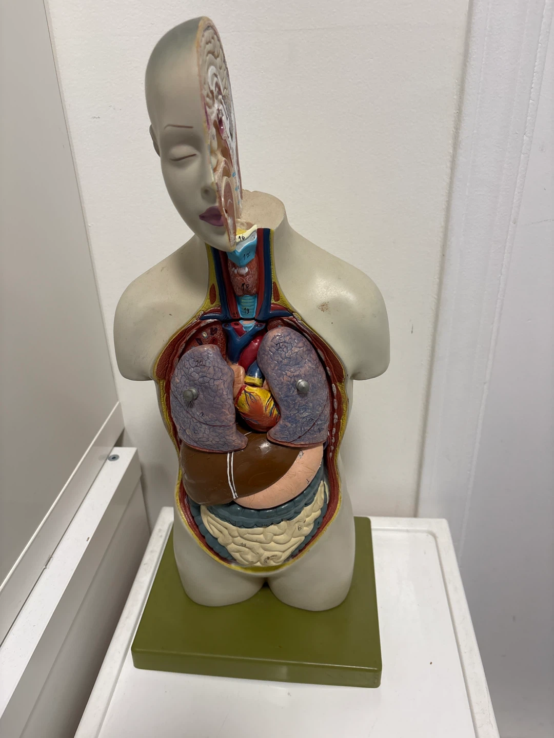 Human Torso Anatomical Model - photo 2