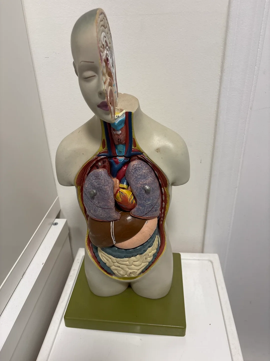 Human Torso Anatomical Model - photo 2