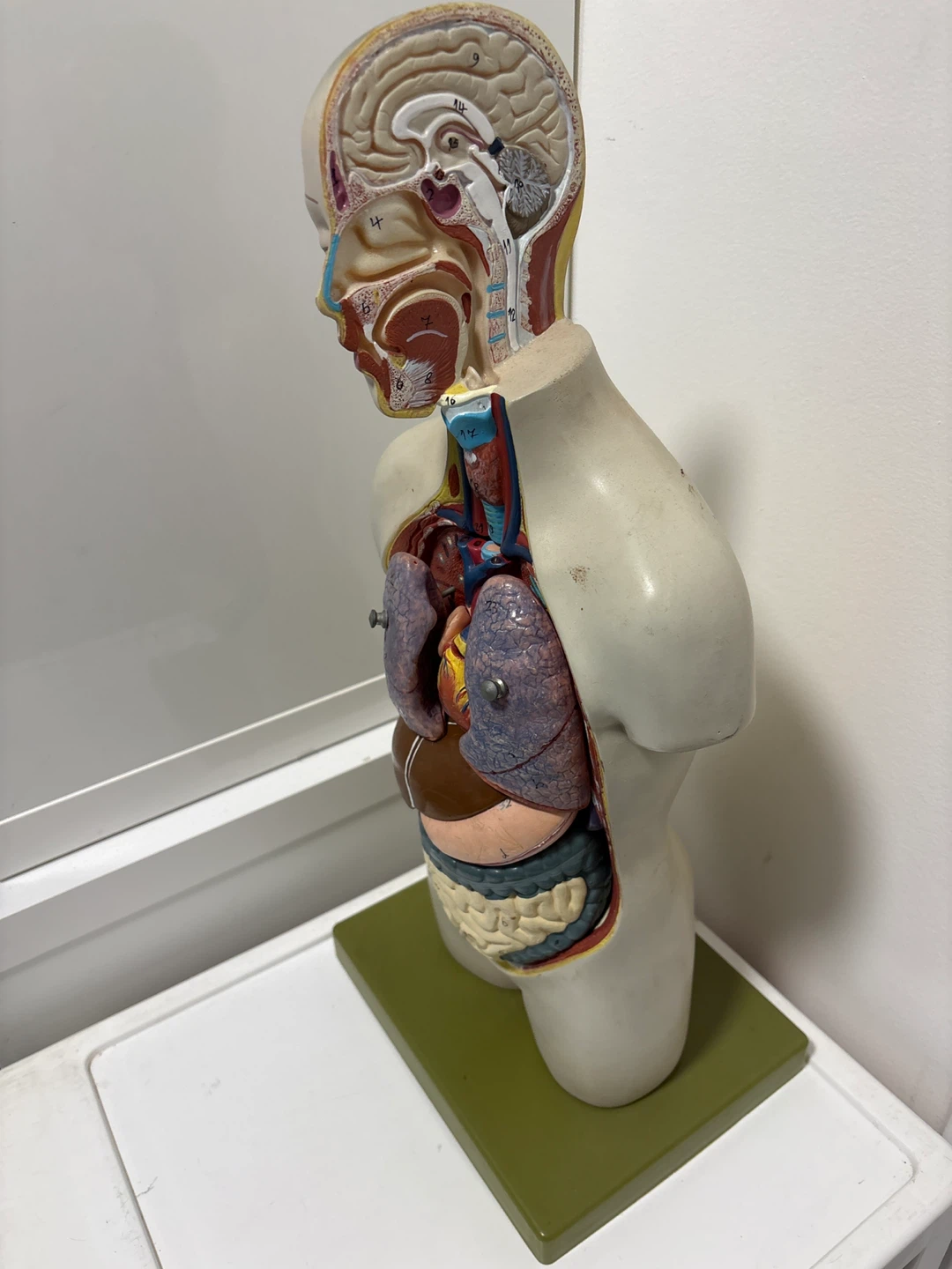 Human Torso Anatomical Model