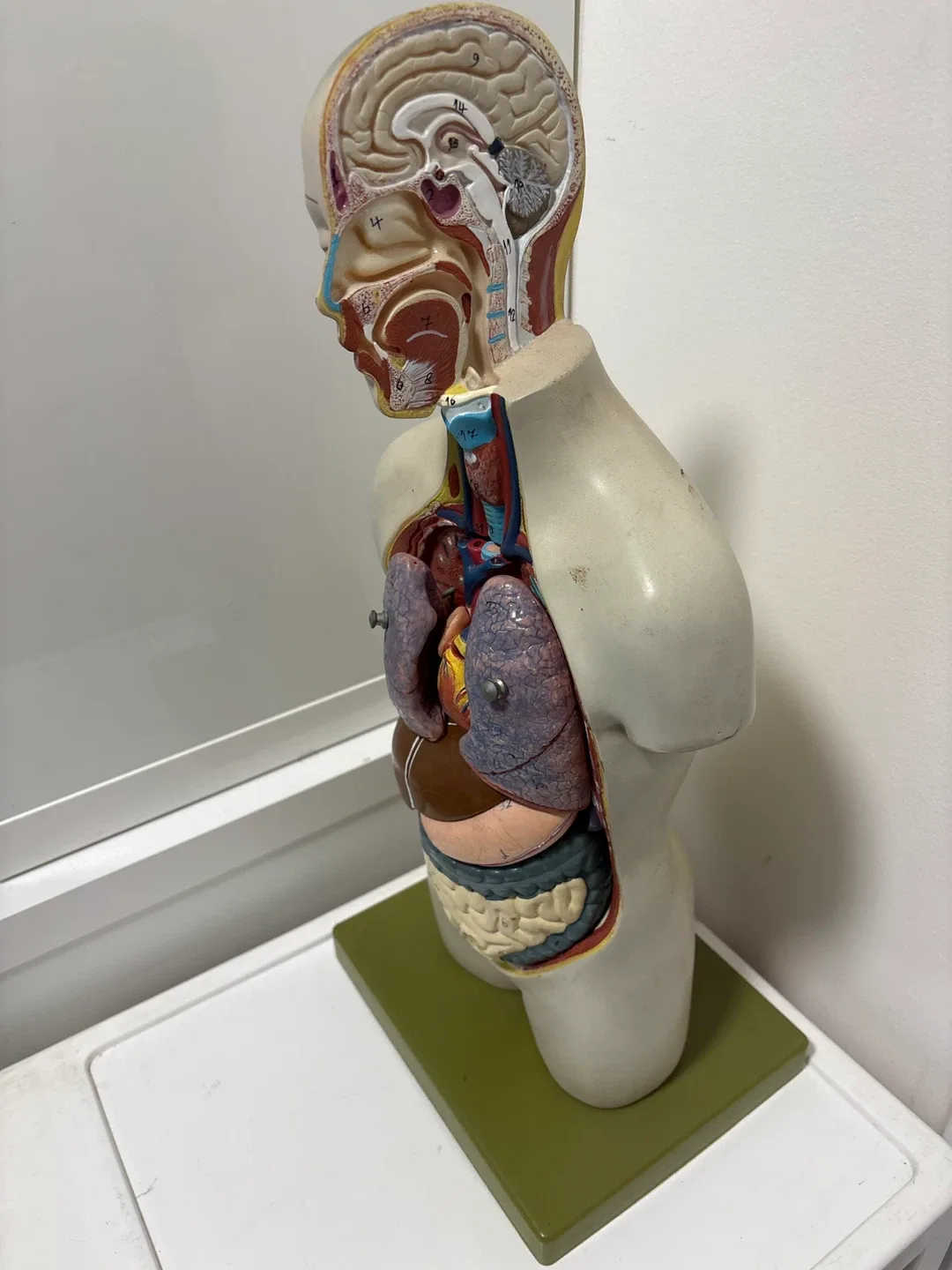 Human Torso Anatomical Model