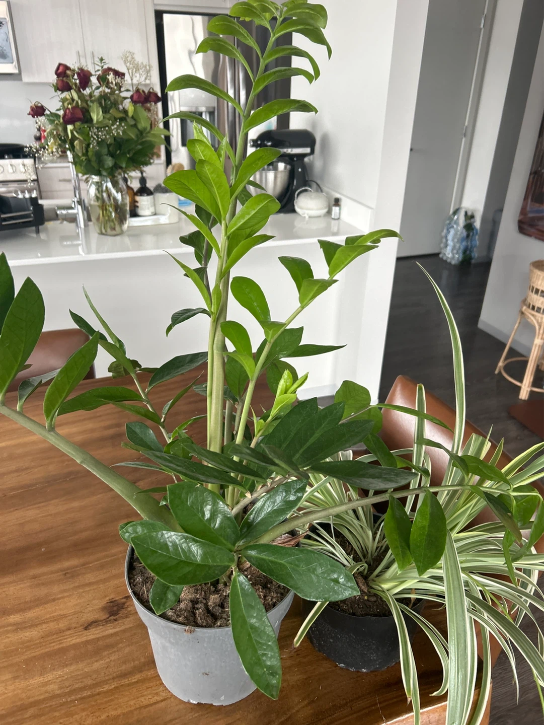 Assorted Potted Houseplants: Snake Plant, ZZ Plant, Spider Plant - photo 4