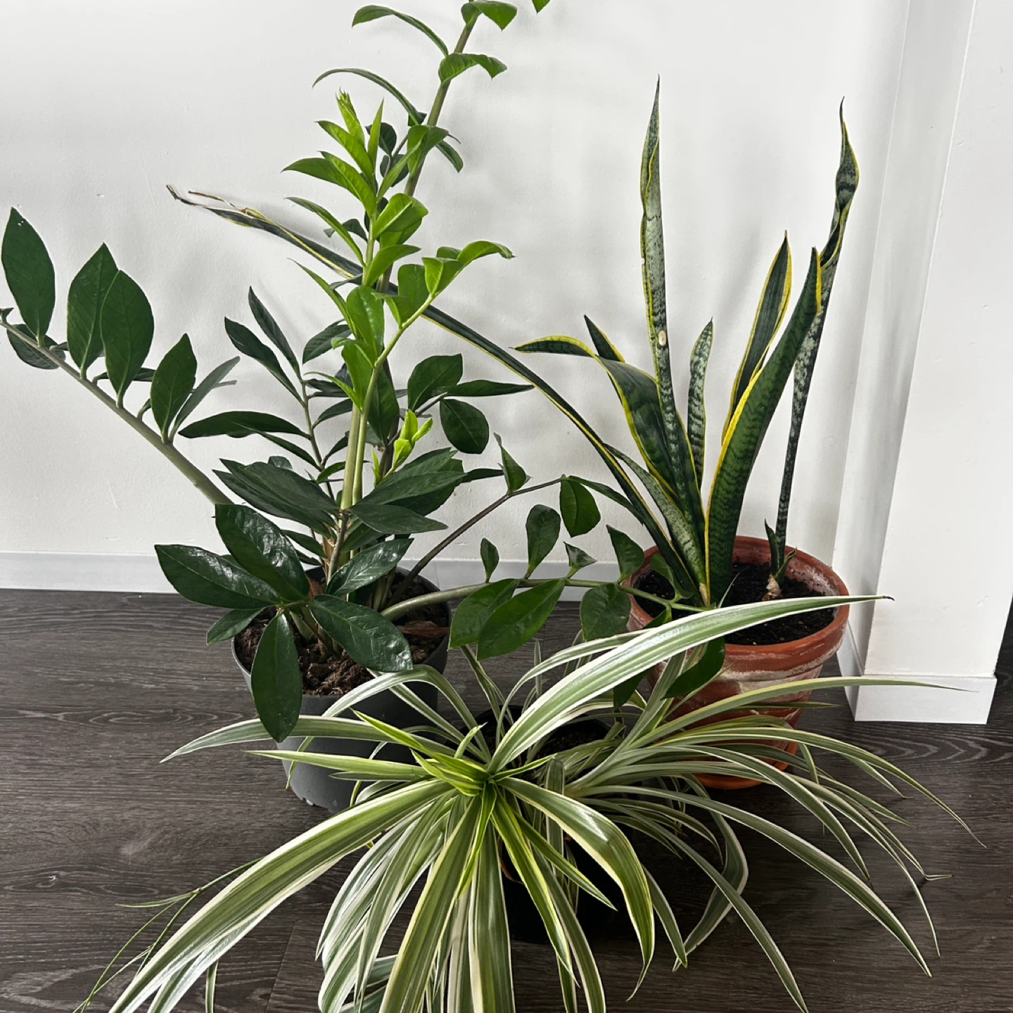 Assorted Potted Houseplants: Snake Plant, ZZ Plant, Spider Plant