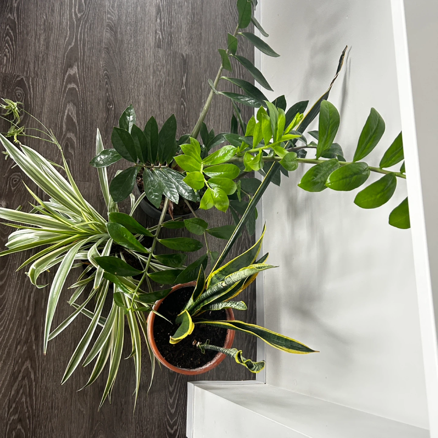 Assorted Potted Houseplants: Snake Plant, ZZ Plant, Spider Plant - photo 2