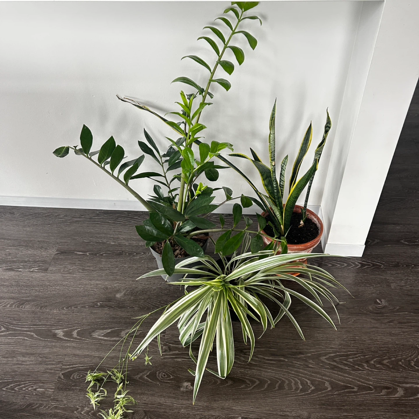 Assorted Potted Houseplants: Snake Plant, ZZ Plant, Spider Plant - photo 3