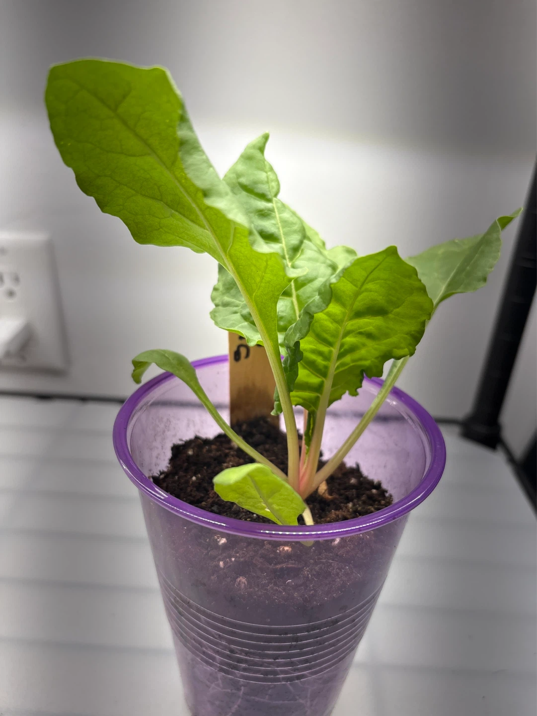 Swiss Chard Seedling in Pot