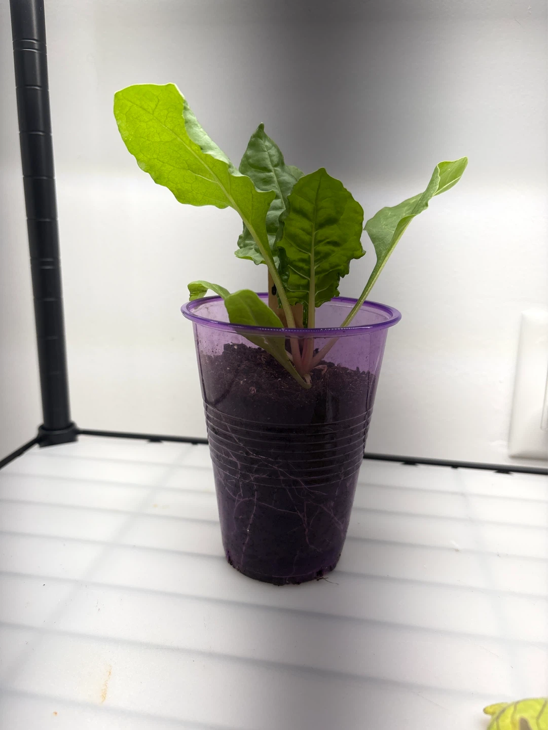 Swiss Chard Seedling in Pot - photo 2