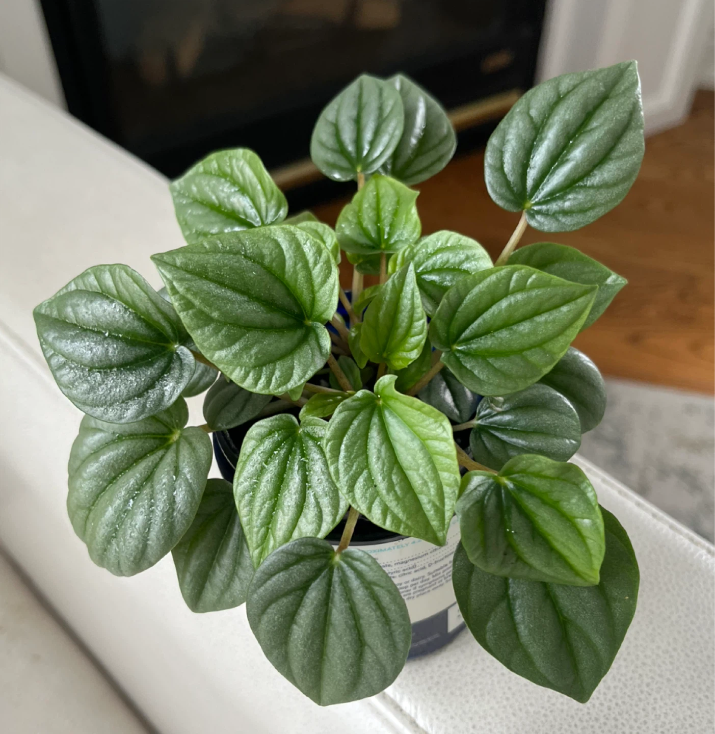 Peperomia Frost Plant