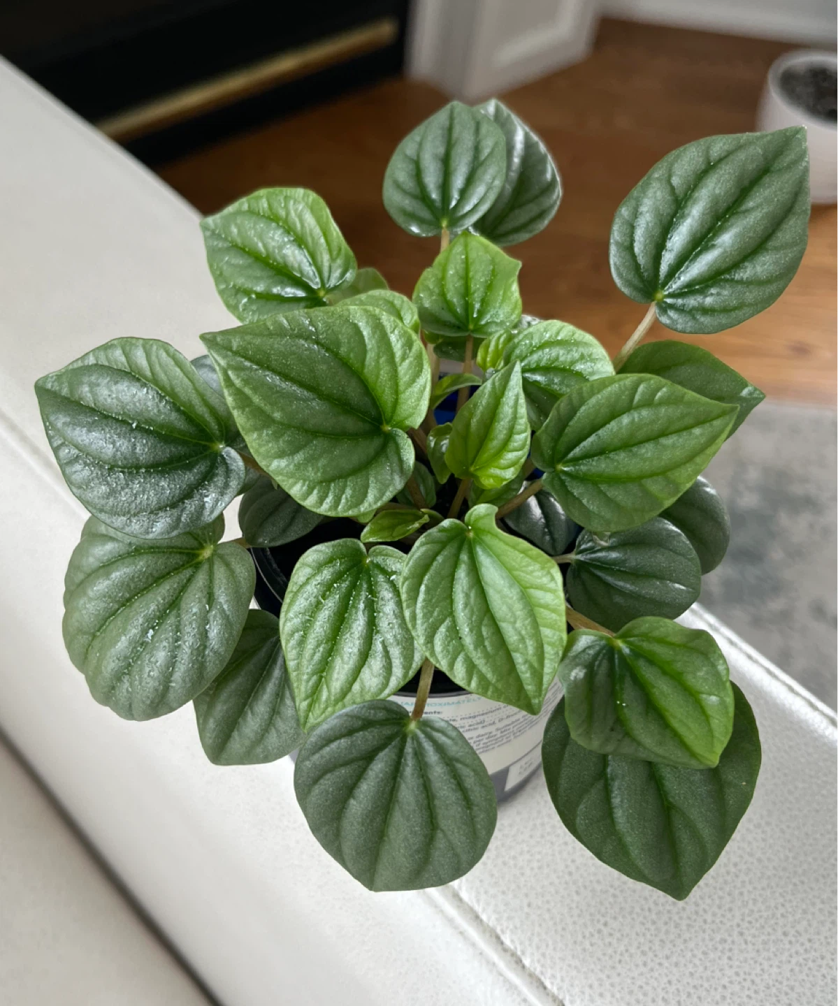 Peperomia Frost Plant - photo 2