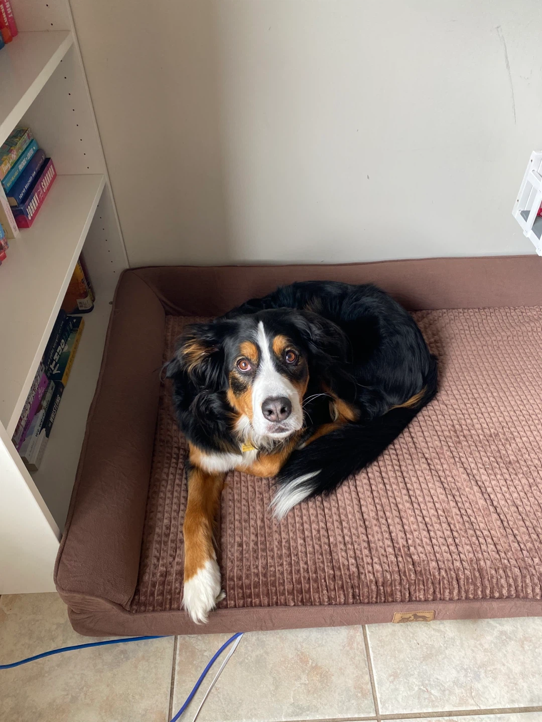 Orthopedic Dog Bed - Brown