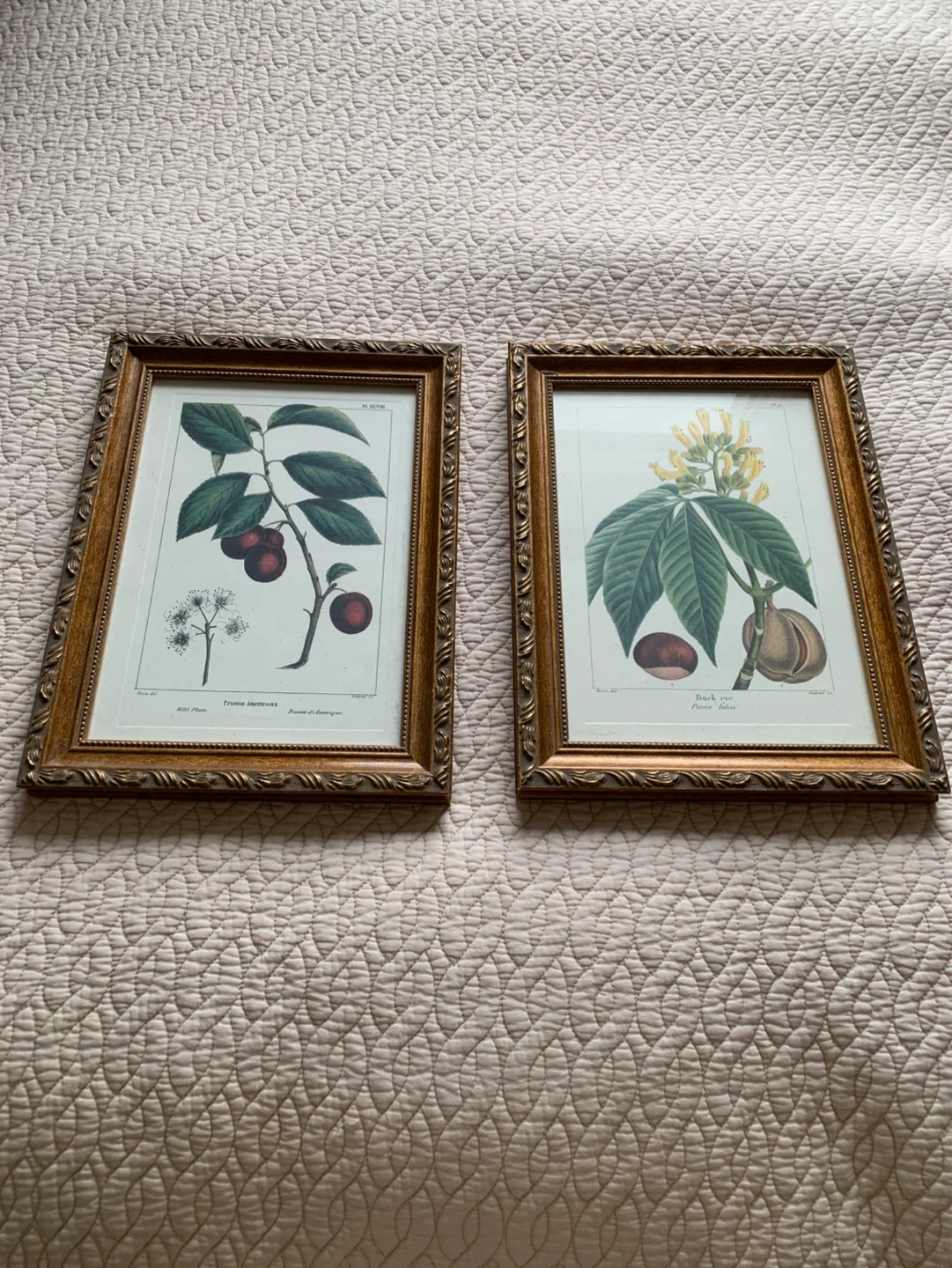 Framed Botanical Prints - Wild Cherry & Buck Eye
