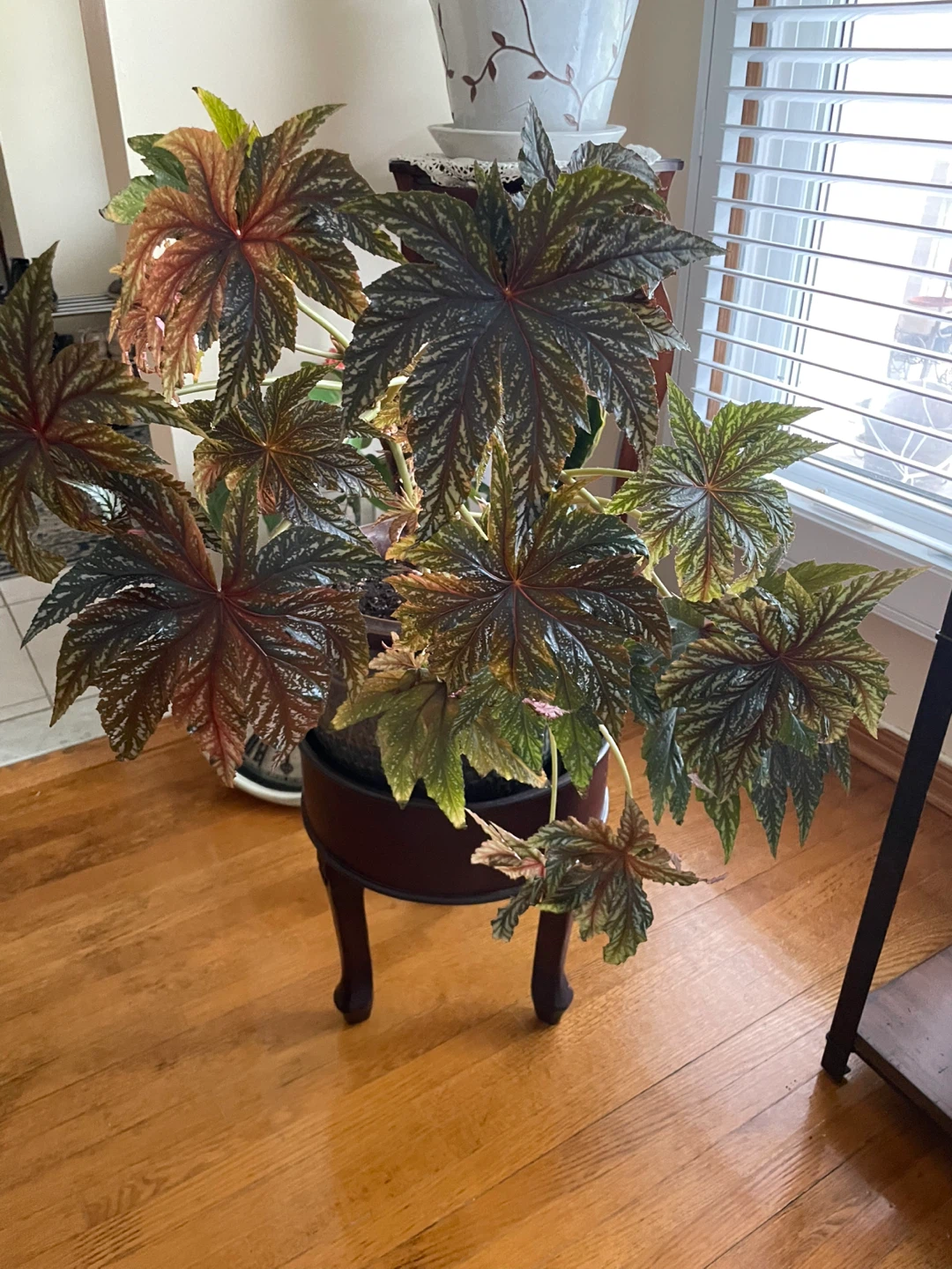 Begonia Plant