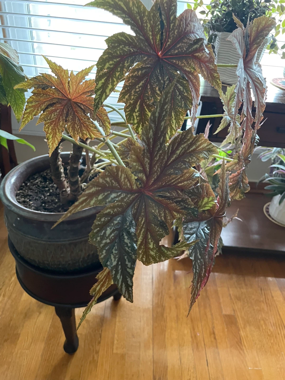 Begonia Plant - photo 3