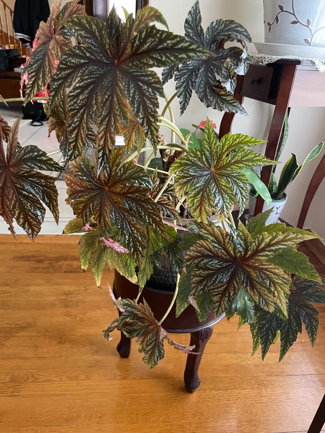 Begonia Plant - photo 2