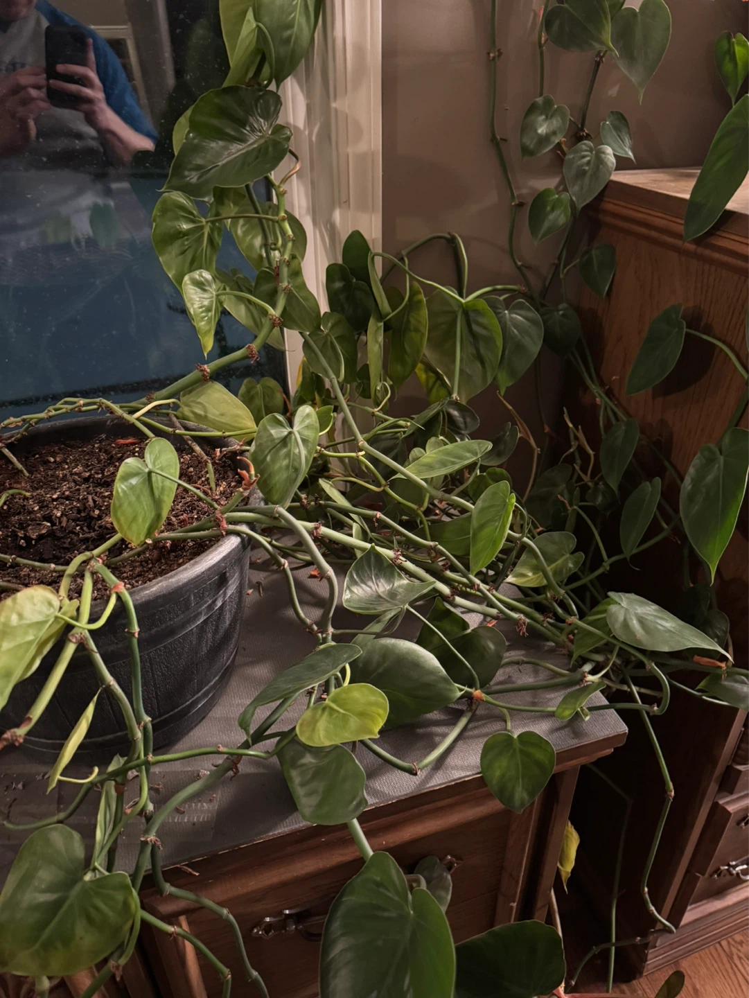 Philodendron Heartleaf Cuttings - photo 2