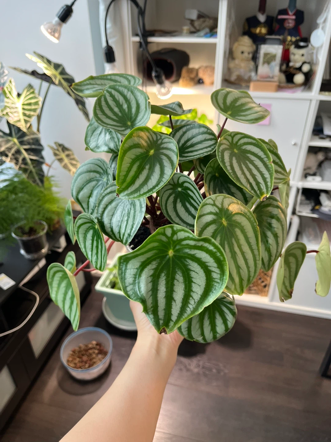 Watermelon Peperomia Plant - photo 2