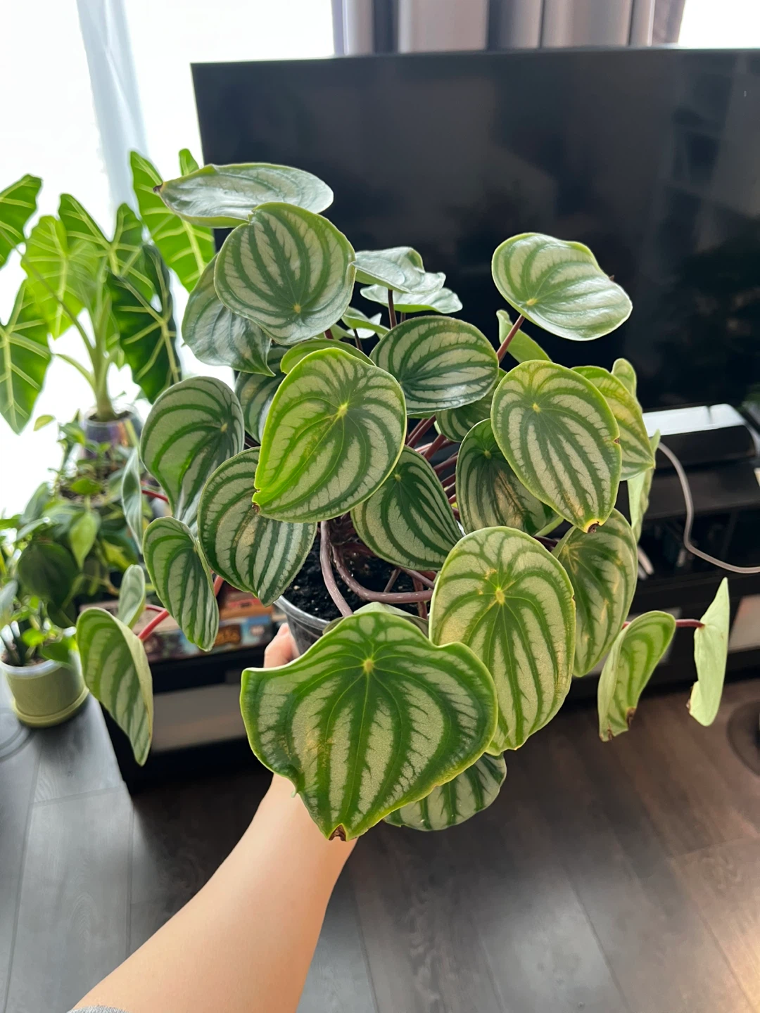 Watermelon Peperomia Plant