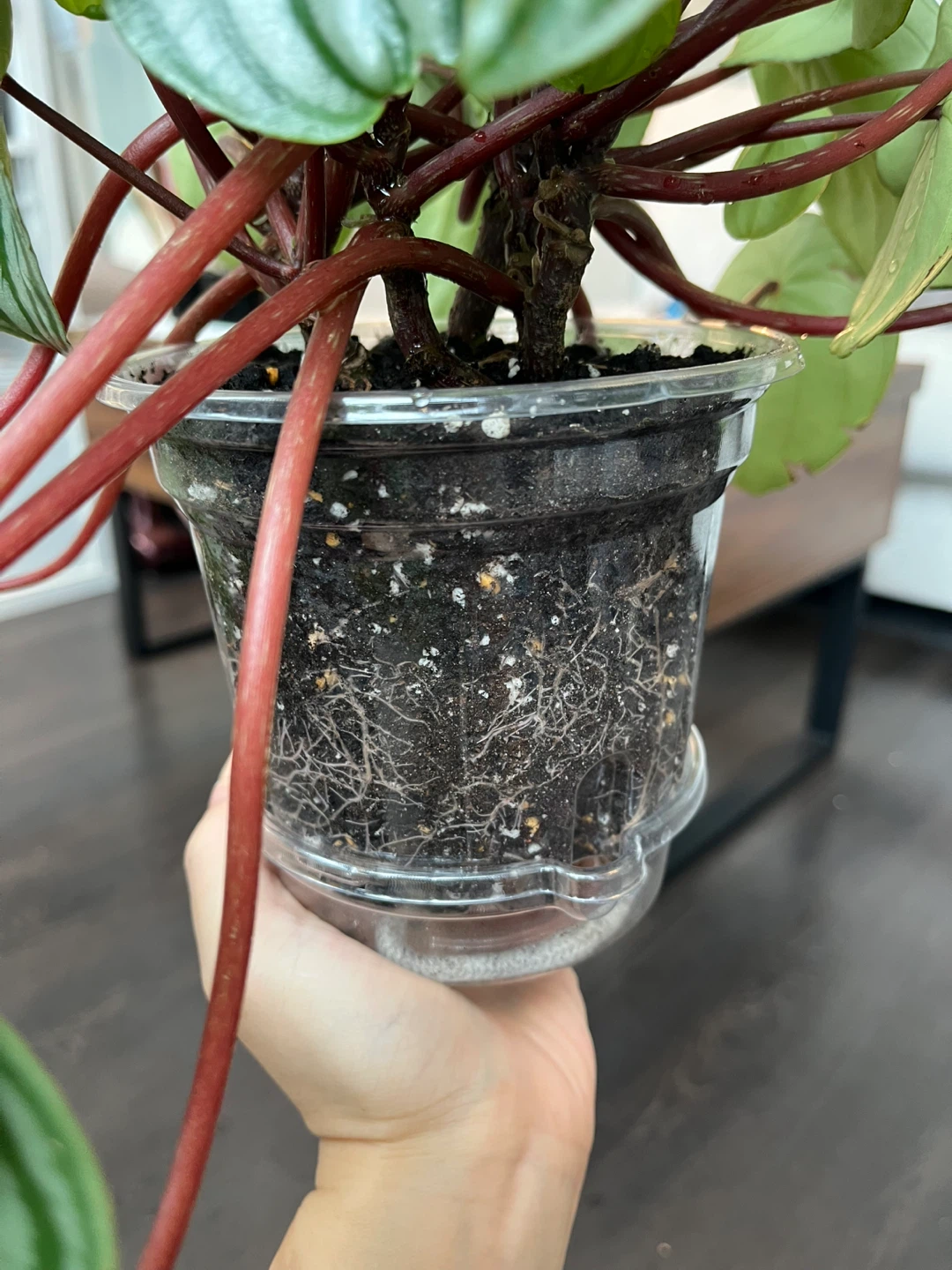 Watermelon Peperomia Plant - photo 4