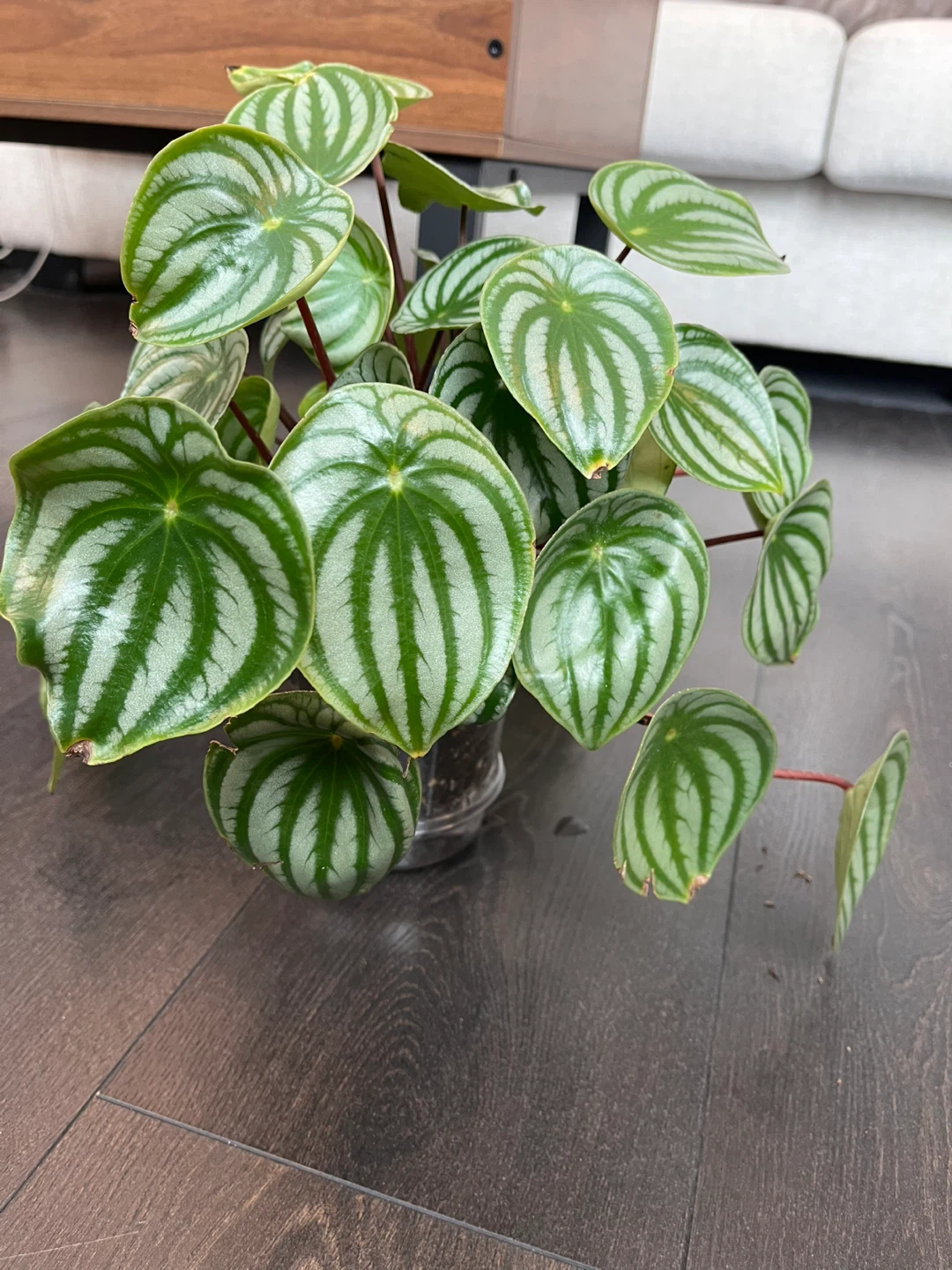 Watermelon Peperomia Plant - photo 3