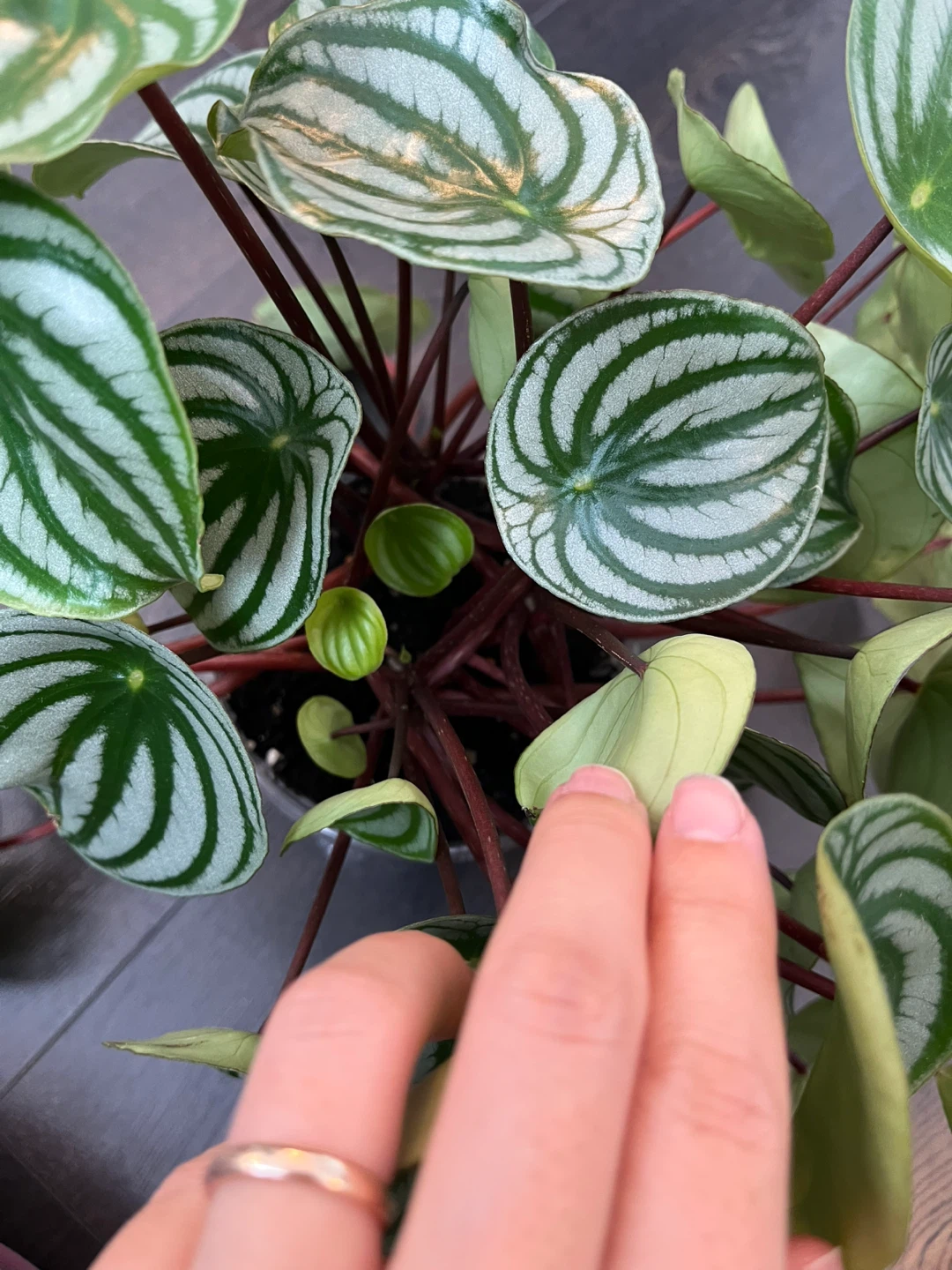 Watermelon Peperomia Plant - photo 5