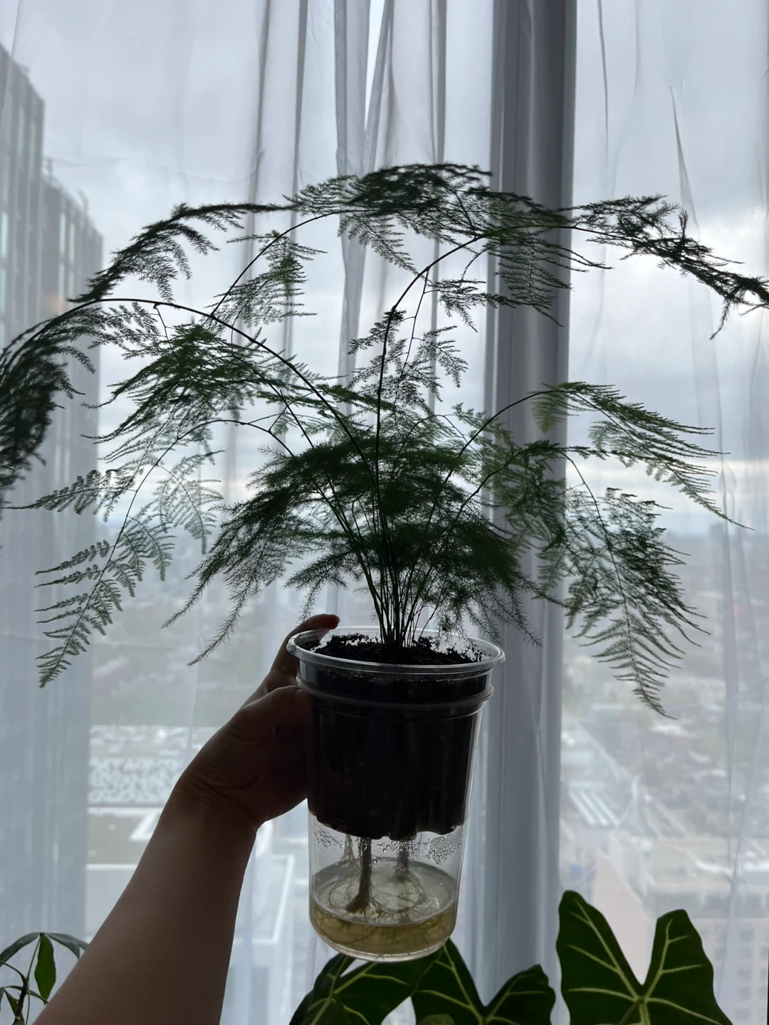 Asparagus Fern Plant - photo 3