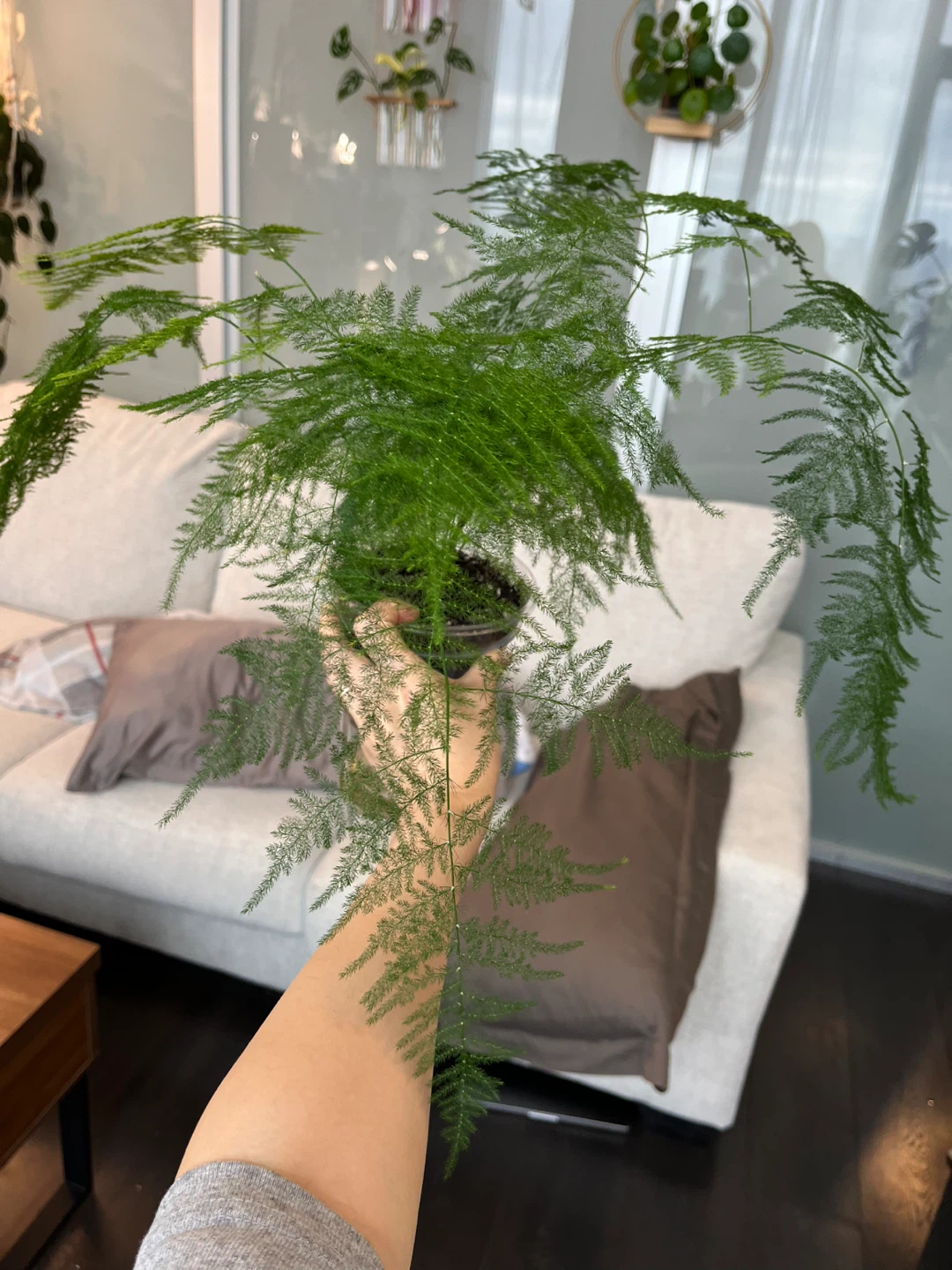 Asparagus Fern Plant - photo 4