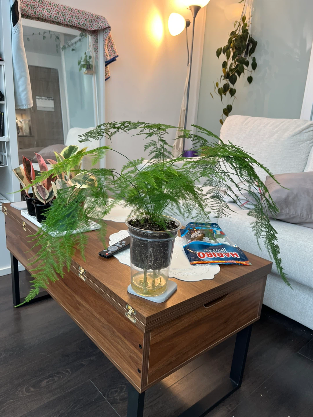 Asparagus Fern Plant - photo 2