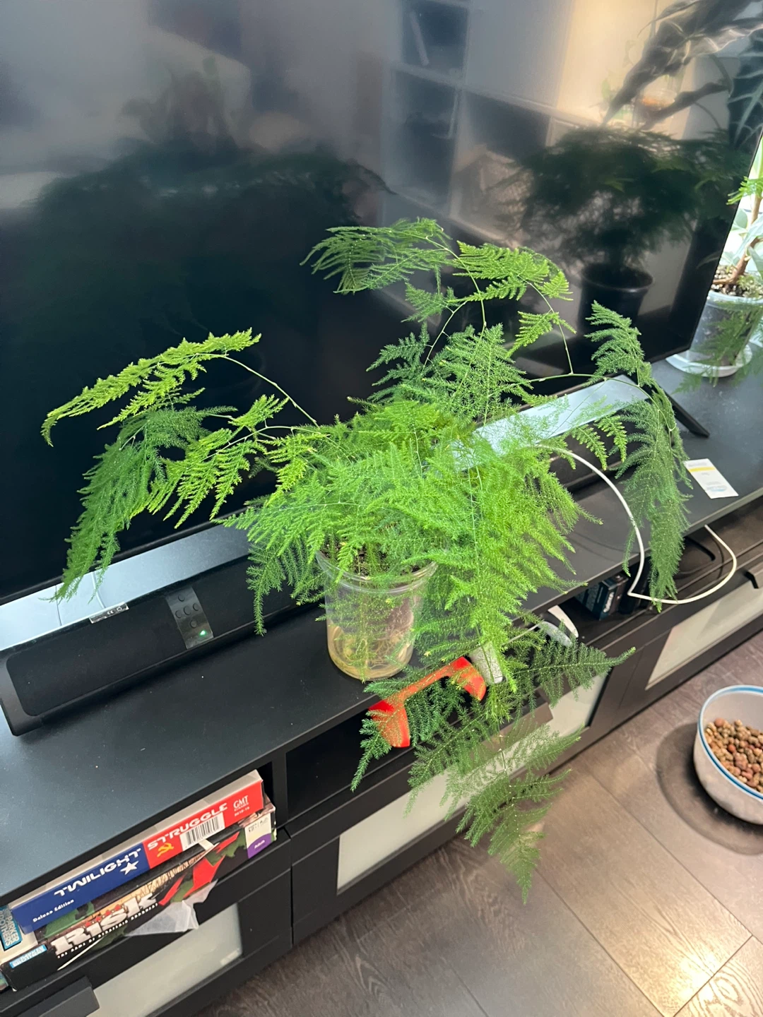 Asparagus Fern Plant