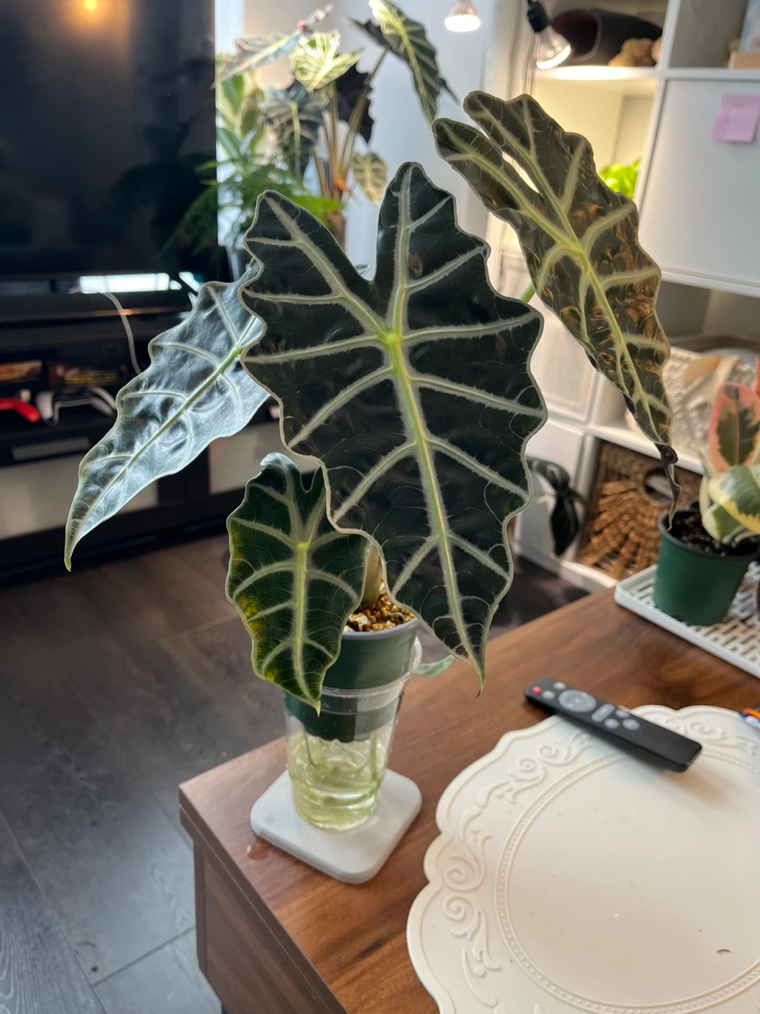 Alocasia Amazonica Plant - photo 2