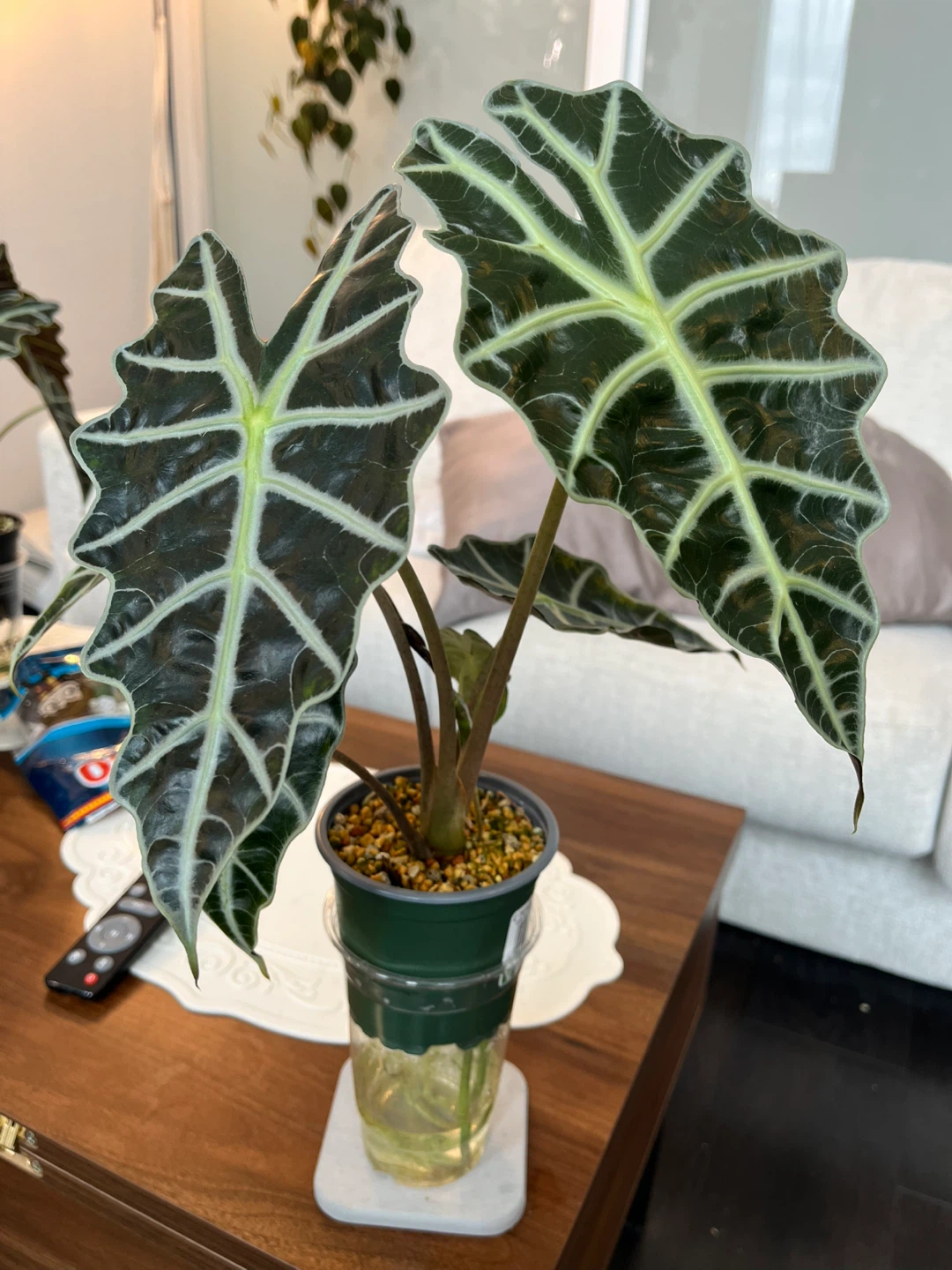 Alocasia Amazonica Plant - photo 4