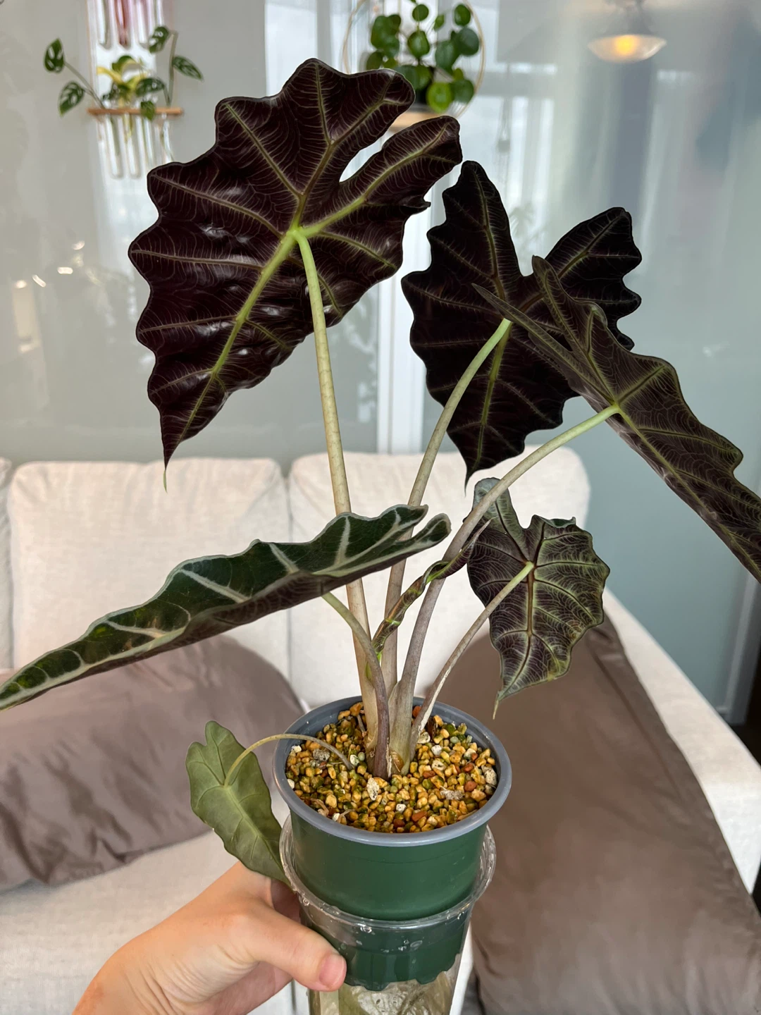 Alocasia Amazonica Plant - photo 5