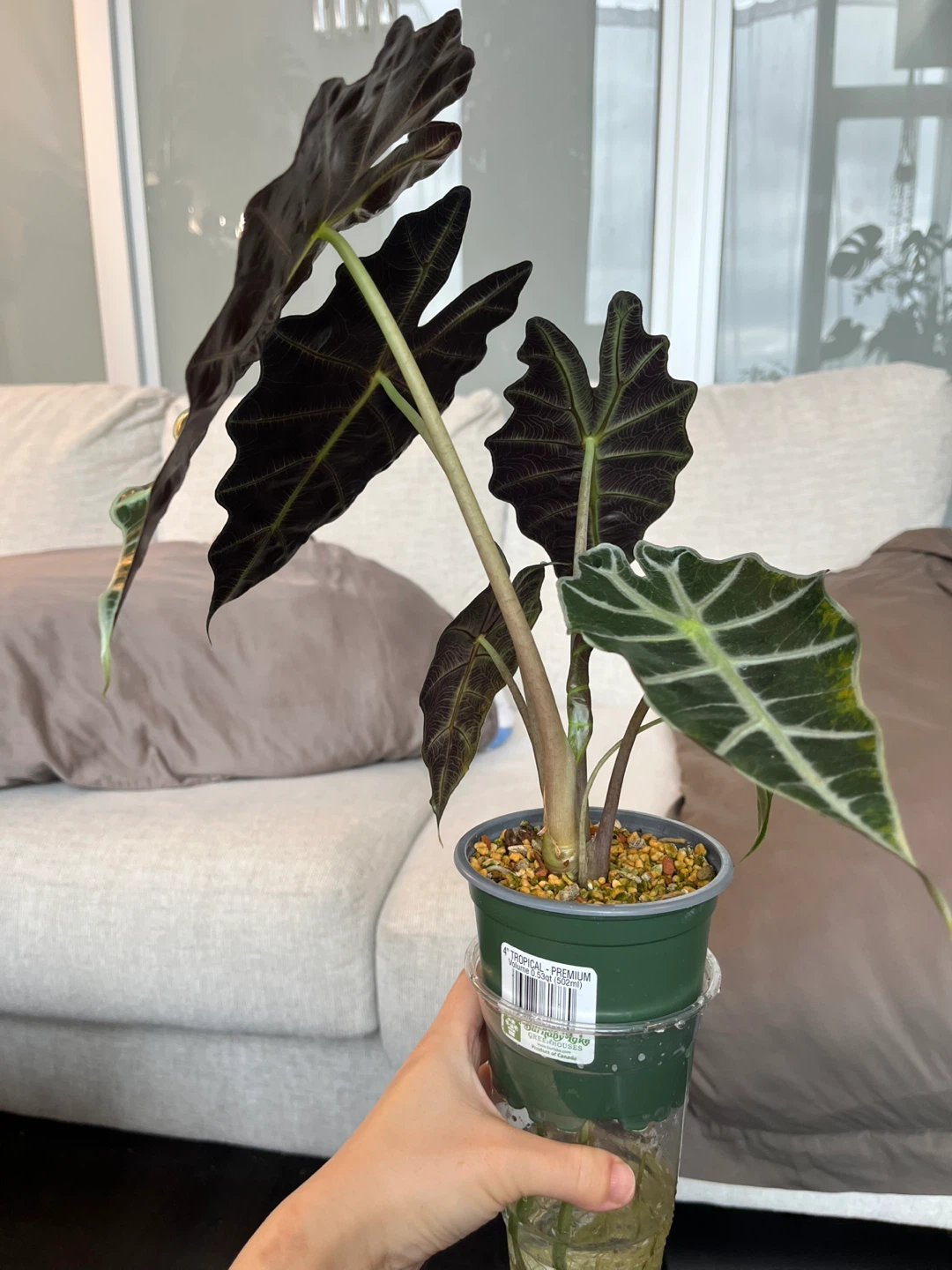Alocasia Amazonica Plant - photo 3