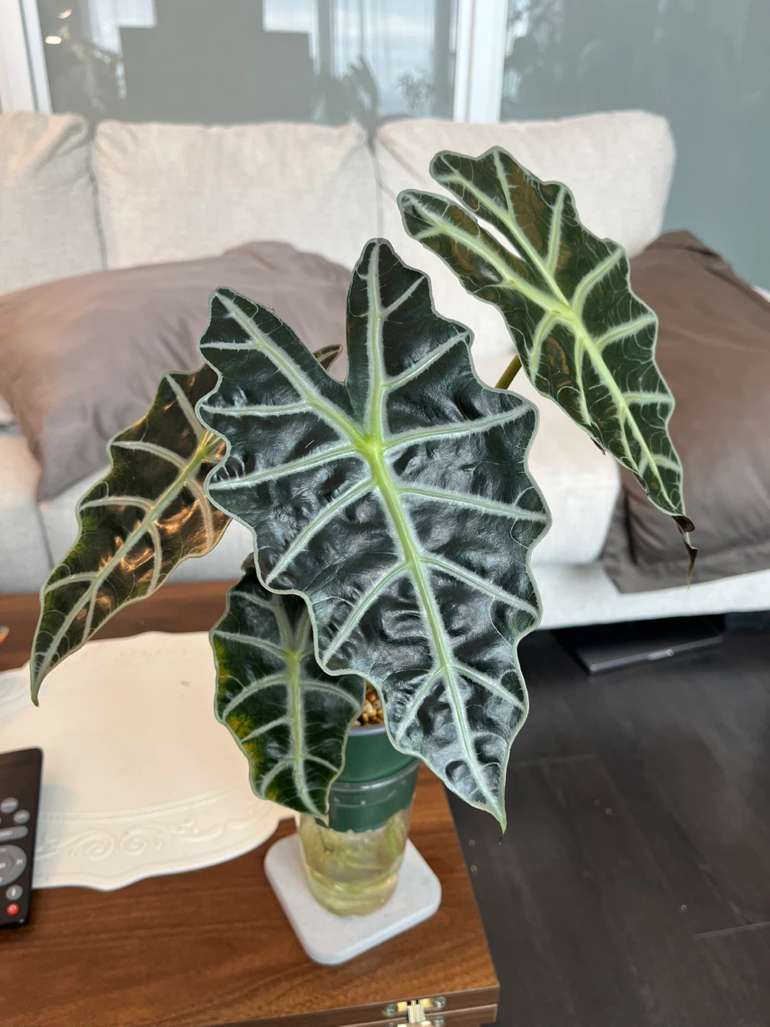 Alocasia Amazonica Plant