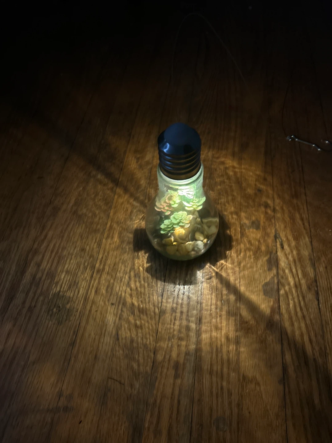 Hanging Light Bulb Terrarium with Succulents
