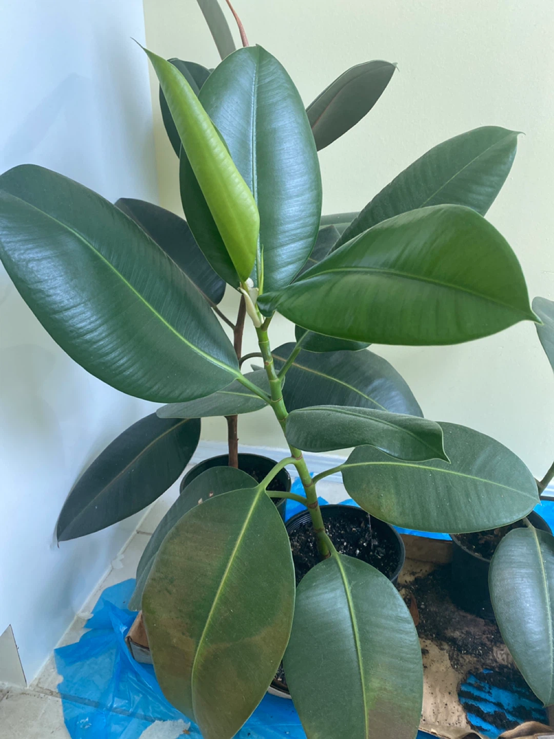 Rubber Plant Ficus Elastica
