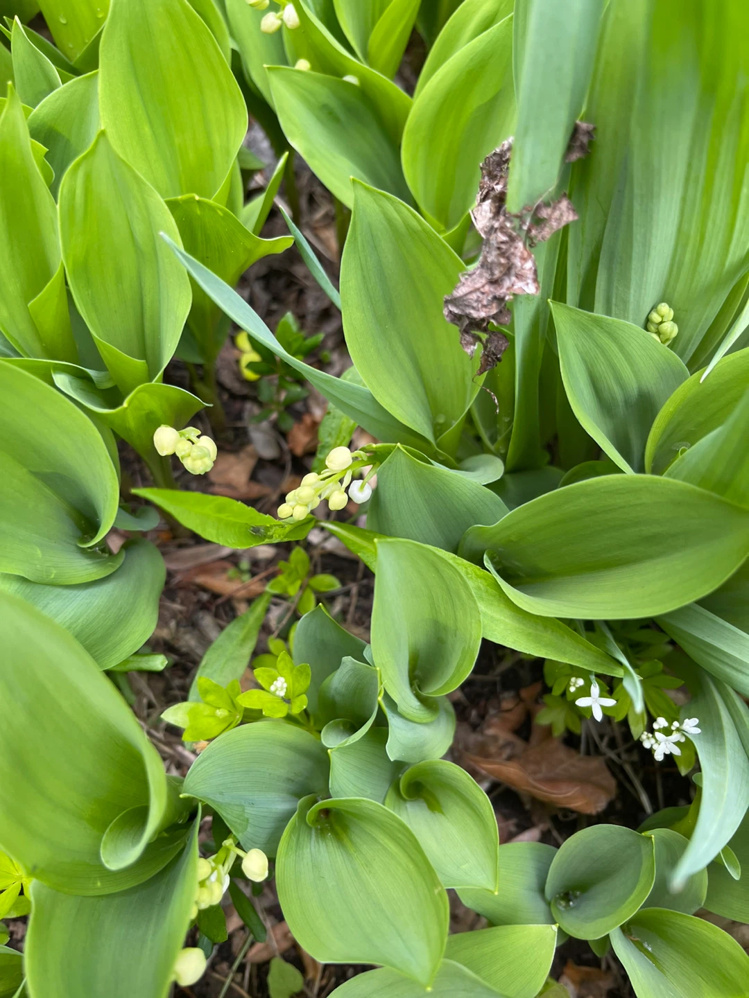 Lily of the Valley Plants - photo 5