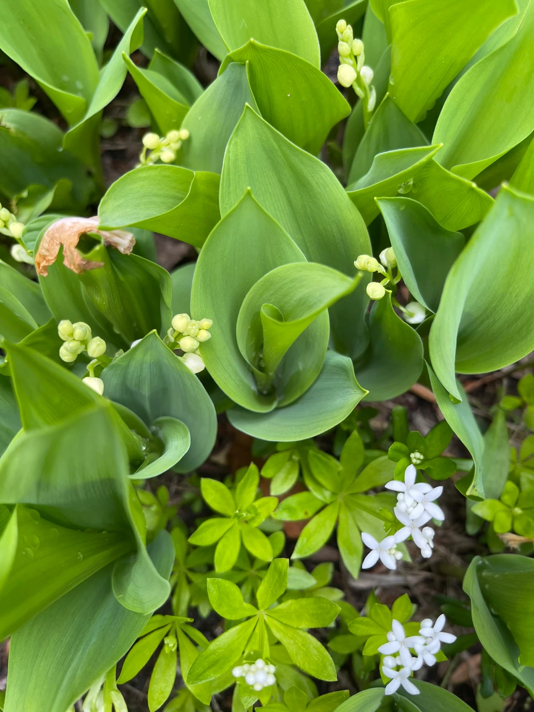 Lily of the Valley Plants